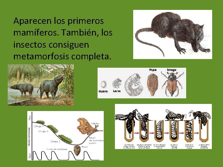 Aparecen los primeros mamíferos. También, los insectos consiguen metamorfosis completa. 