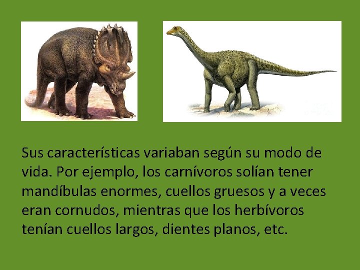 Sus características variaban según su modo de vida. Por ejemplo, los carnívoros solían tener