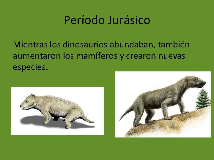 Período Jurásico Mientras los dinosaurios abundaban, también aumentaron los mamíferos y crearon nuevas especies.