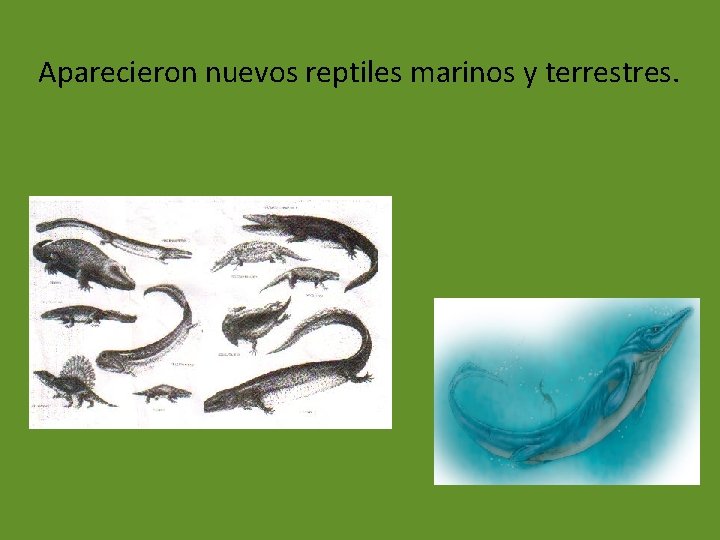 Aparecieron nuevos reptiles marinos y terrestres. 