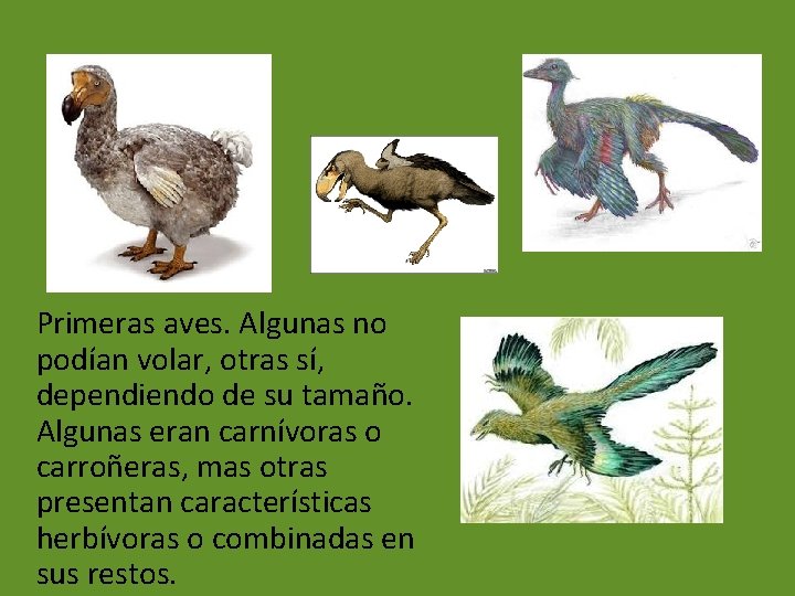 Primeras aves. Algunas no podían volar, otras sí, dependiendo de su tamaño. Algunas eran