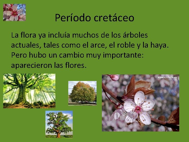 Período cretáceo La flora ya incluía muchos de los árboles actuales, tales como el