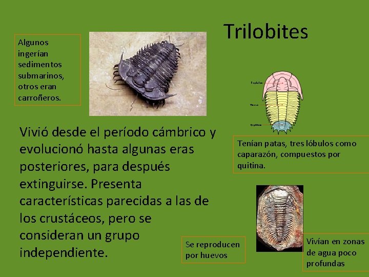 Algunos ingerían sedimentos submarinos, otros eran carroñeros. Trilobites Vivió desde el período cámbrico y