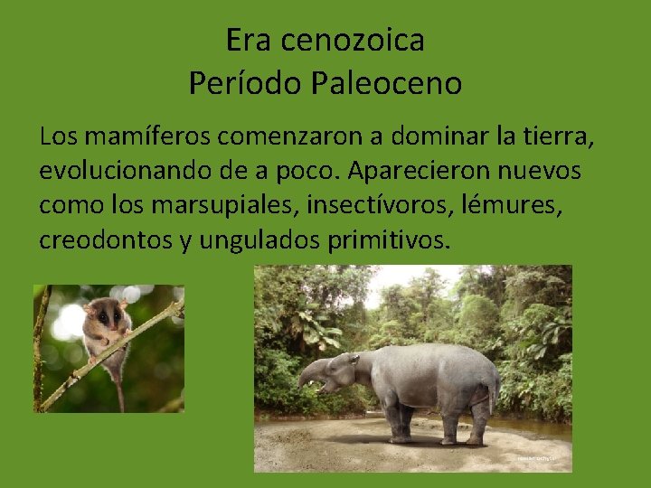 Era cenozoica Período Paleoceno Los mamíferos comenzaron a dominar la tierra, evolucionando de a