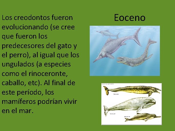 Los creodontos fueron evolucionando (se cree que fueron los predecesores del gato y el