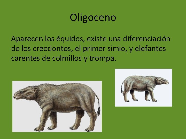Oligoceno Aparecen los équidos, existe una diferenciación de los creodontos, el primer simio, y