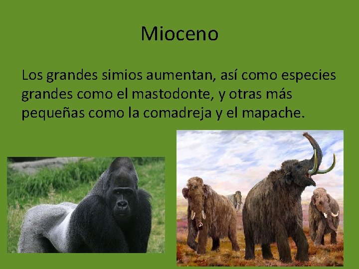 Mioceno Los grandes simios aumentan, así como especies grandes como el mastodonte, y otras