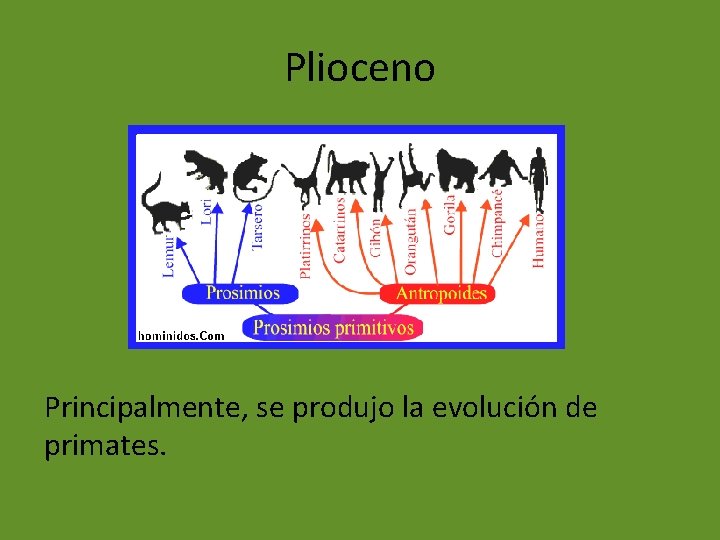 Plioceno Principalmente, se produjo la evolución de primates. 