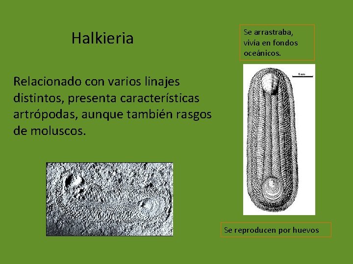 Halkieria Se arrastraba, vivía en fondos oceánicos. Relacionado con varios linajes distintos, presenta características