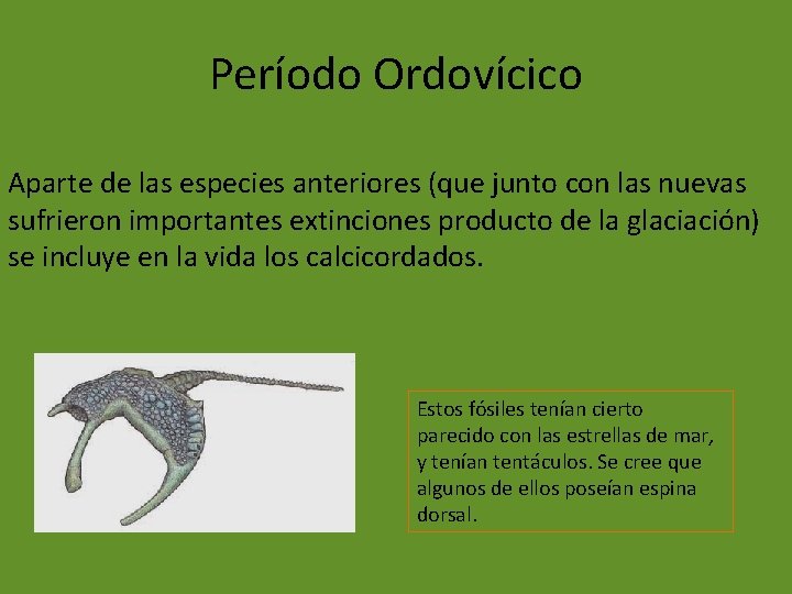 Período Ordovícico Aparte de las especies anteriores (que junto con las nuevas sufrieron importantes