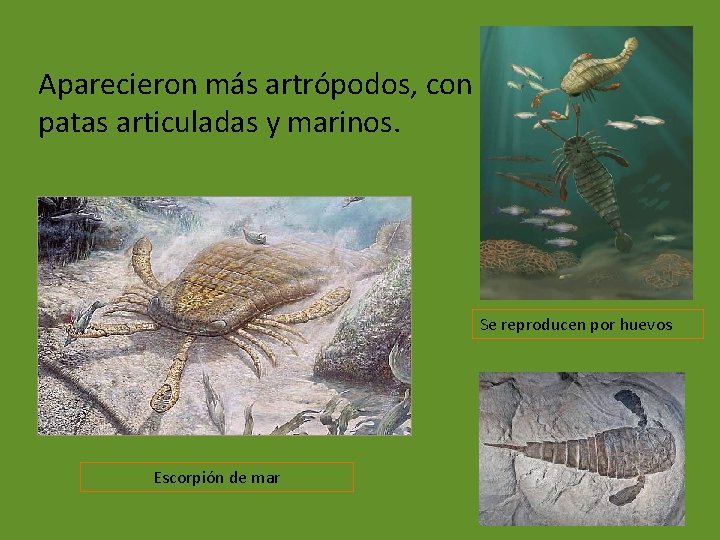 Aparecieron más artrópodos, con patas articuladas y marinos. Se reproducen por huevos Escorpión de