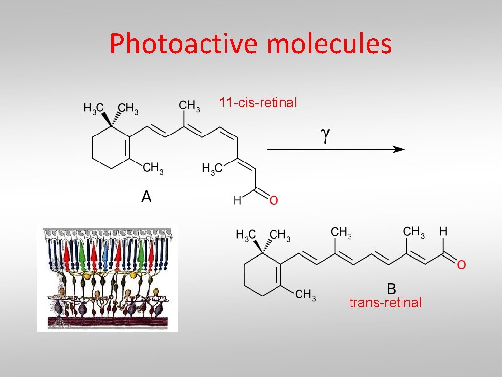 Photoactive molecules 11 -cis-retinal trans-retinal 