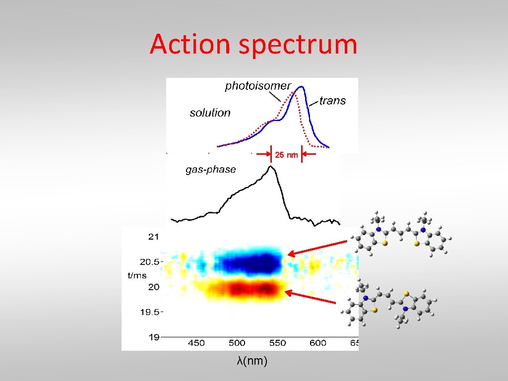 Action spectrum 25 nm λ(nm) 