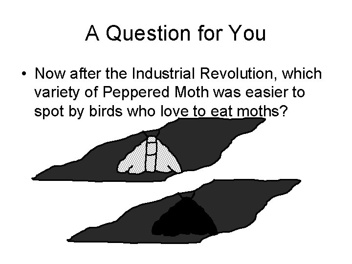 A Question for You • Now after the Industrial Revolution, which variety of Peppered