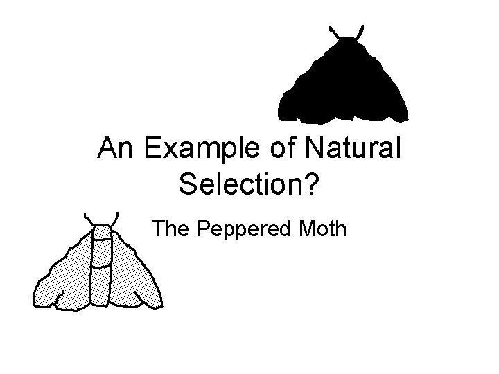 An Example of Natural Selection? The Peppered Moth 