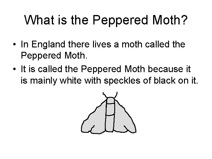 What is the Peppered Moth? • In England there lives a moth called the