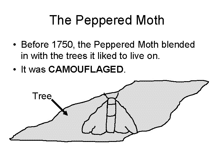 The Peppered Moth • Before 1750, the Peppered Moth blended in with the trees