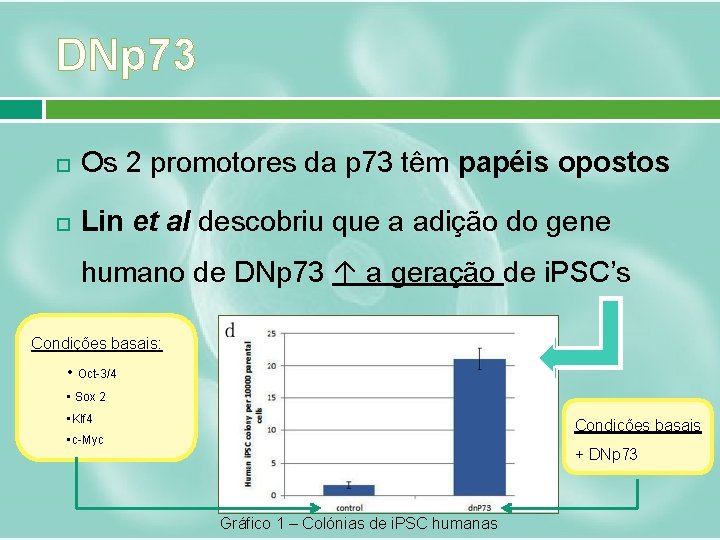 DNp 73 Os 2 promotores da p 73 têm papéis opostos Lin et al