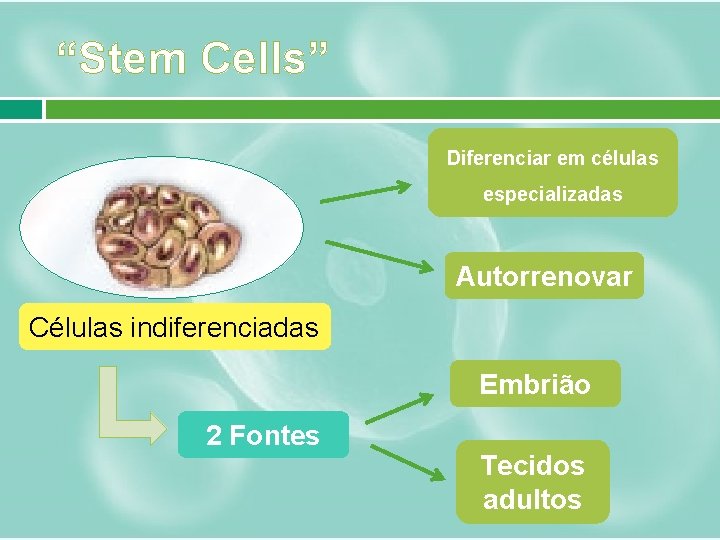 “Stem Cells” Diferenciar em células especializadas Autorrenovar Células indiferenciadas Embrião 2 Fontes Tecidos adultos
