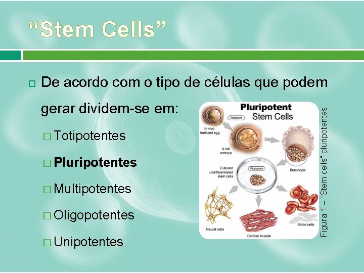 “Stem Cells” De acordo com o tipo de células que podem gerar dividem-se em: