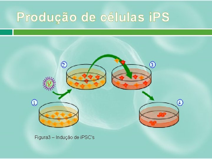 Produção de células i. PS Figura 3 – Indução de i. PSC’s 