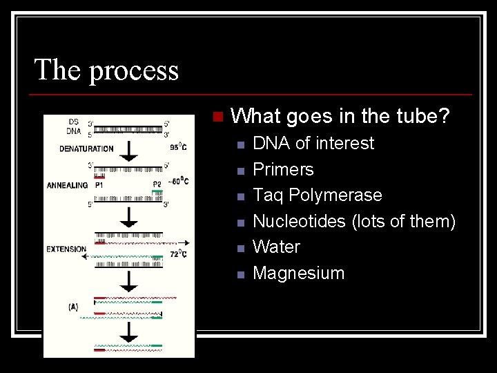 The process n What goes in the tube? n n n DNA of interest