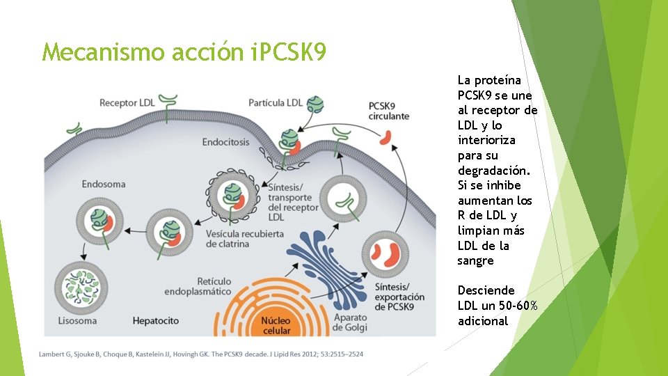 Mecanismo acción i. PCSK 9 La proteína PCSK 9 se une al receptor de