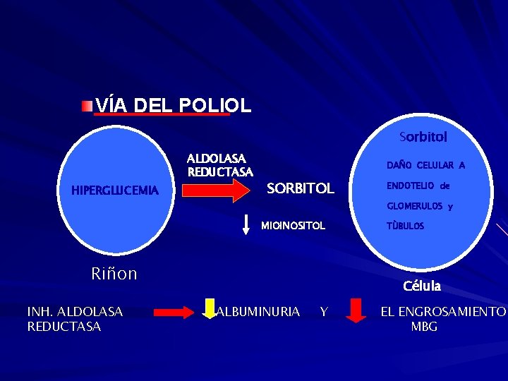  VÍA DEL POLIOL Sorbitol ALDOLASA REDUCTASA HIPERGLUCEMIA DAÑO CELULAR A SORBITOL GLOMERULOS y