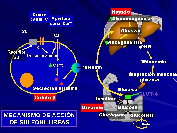 Hígado Cierre canal K+ Apertura canal Ca++ Su Gluconeogénesis Glucosa Ca++ Glucogenólisis PHG K+