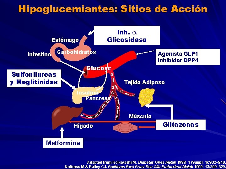 Hipoglucemiantes: Sitios de Acción Inh. Glicosidasa Estómago Carbohidratos Agonista GLP 1 Inhibidor DPP 4