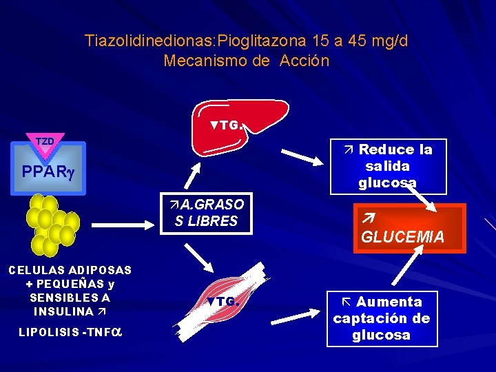Tiazolidinedionas: Pioglitazona 15 a 45 mg/d Mecanismo de Acción ▼TG. TZD Reduce la salida