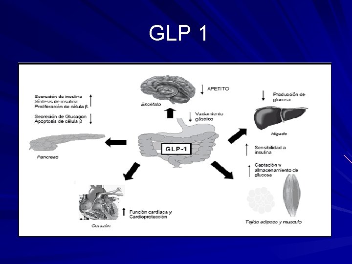  GLP 1 