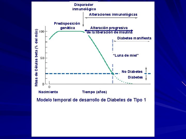 Disparador inmunológico Masa de Células beta (% del máx) Alteraciones inmunológicas Predisposición genética Alteración