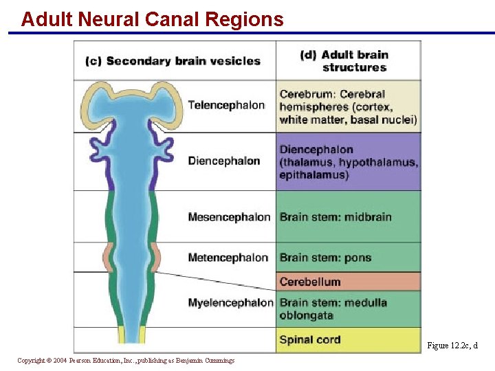 Adult Neural Canal Regions Figure 12. 2 c, d Copyright © 2004 Pearson Education,