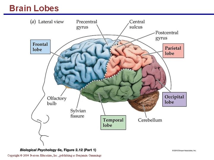 Brain Lobes Copyright © 2004 Pearson Education, Inc. , publishing as Benjamin Cummings 
