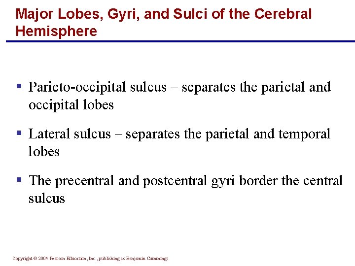 Major Lobes, Gyri, and Sulci of the Cerebral Hemisphere § Parieto-occipital sulcus – separates