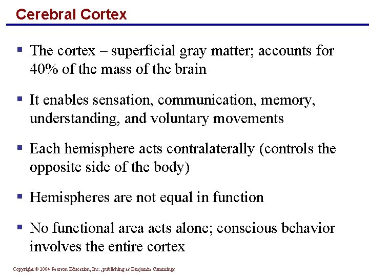 Cerebral Cortex § The cortex – superficial gray matter; accounts for 40% of the