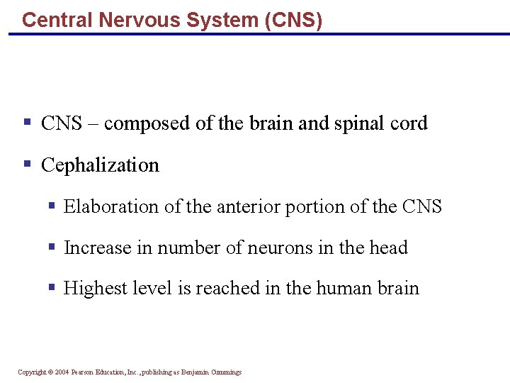 Central Nervous System (CNS) § CNS – composed of the brain and spinal cord