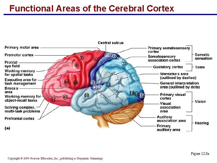 Functional Areas of the Cerebral Cortex Figure 12. 8 a Copyright © 2004 Pearson