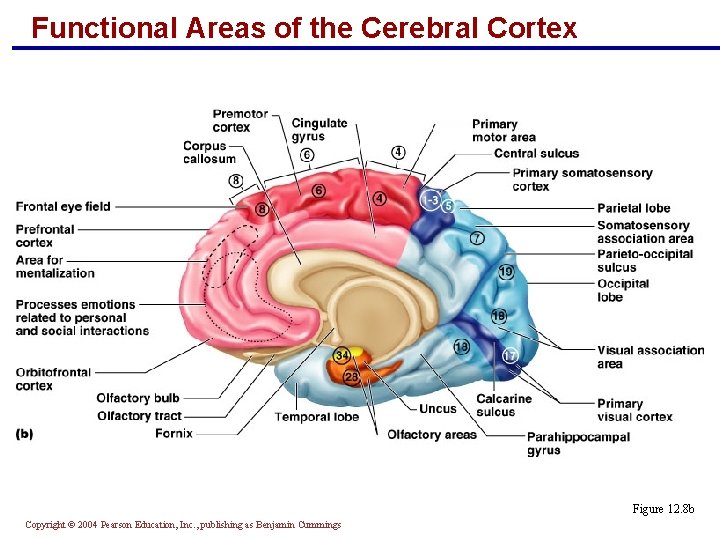 Functional Areas of the Cerebral Cortex Figure 12. 8 b Copyright © 2004 Pearson