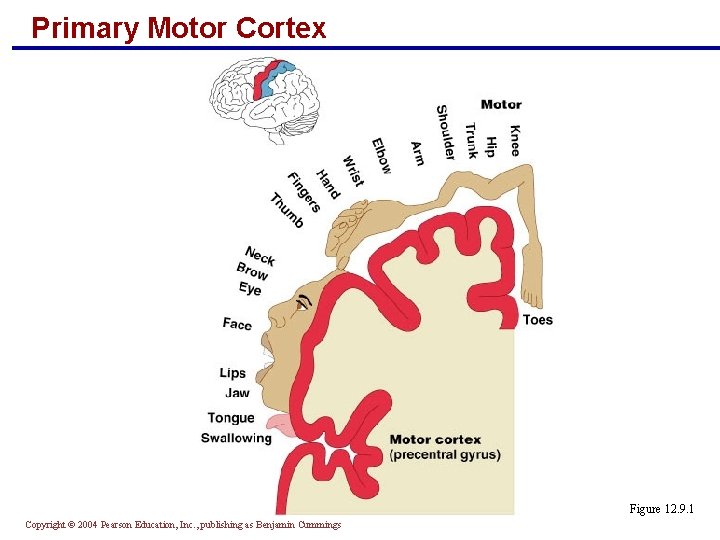 Primary Motor Cortex Figure 12. 9. 1 Copyright © 2004 Pearson Education, Inc. ,