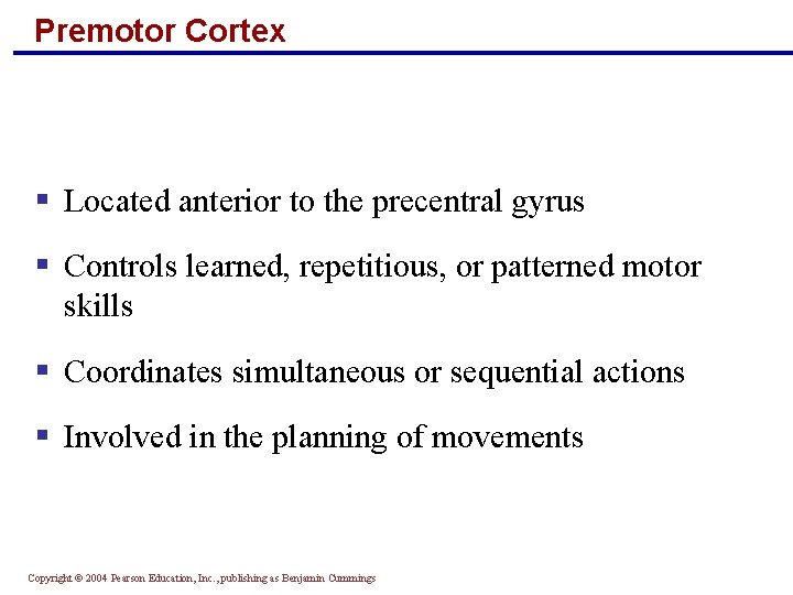 Premotor Cortex § Located anterior to the precentral gyrus § Controls learned, repetitious, or