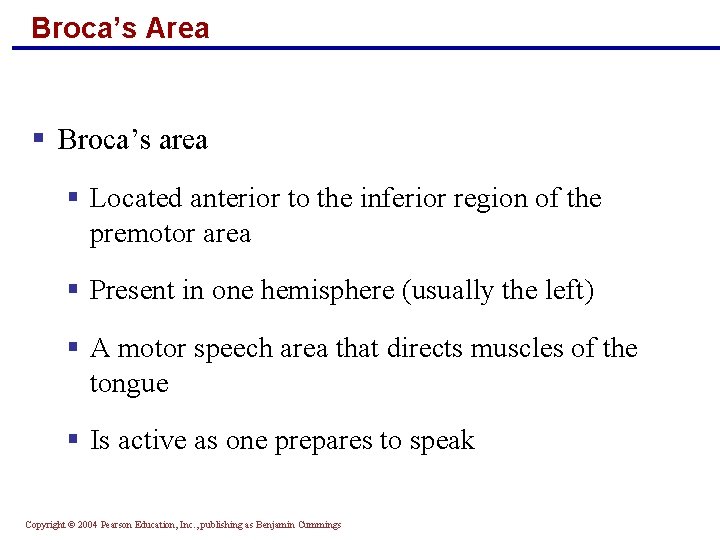 Broca’s Area § Broca’s area § Located anterior to the inferior region of the