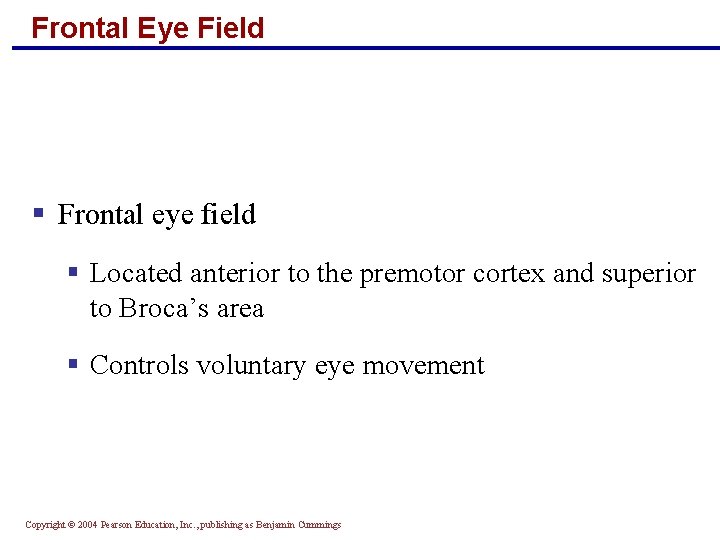 Frontal Eye Field § Frontal eye field § Located anterior to the premotor cortex