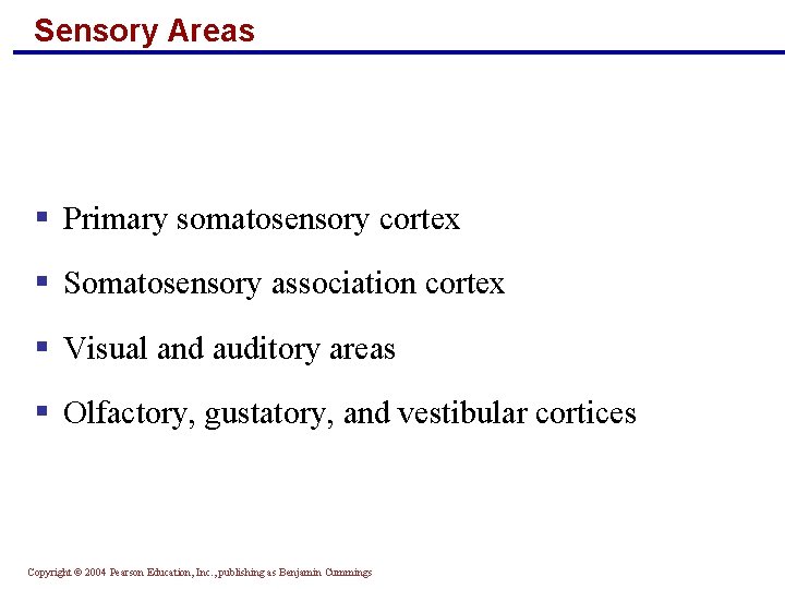 Sensory Areas § Primary somatosensory cortex § Somatosensory association cortex § Visual and auditory