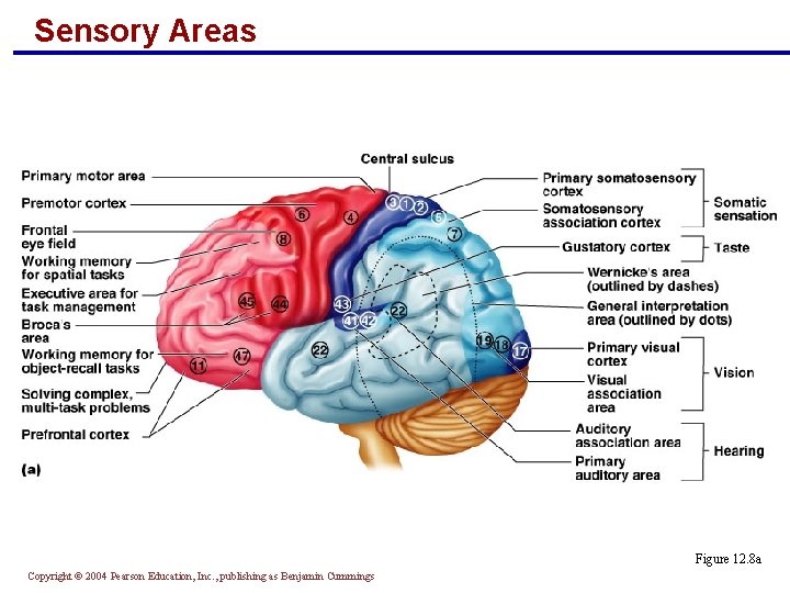 Sensory Areas Figure 12. 8 a Copyright © 2004 Pearson Education, Inc. , publishing