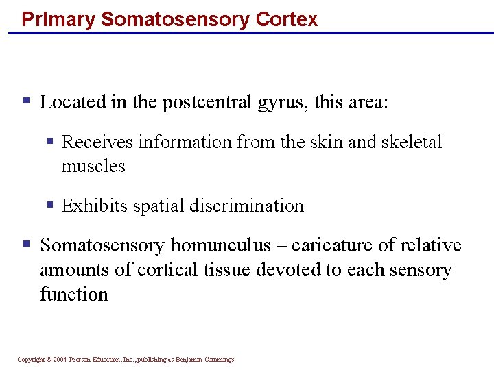 Pr. Imary Somatosensory Cortex § Located in the postcentral gyrus, this area: § Receives