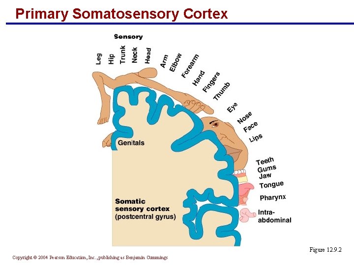 Primary Somatosensory Cortex Figure 12. 9. 2 Copyright © 2004 Pearson Education, Inc. ,