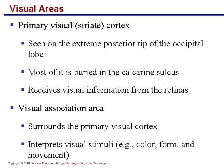 Visual Areas § Primary visual (striate) cortex § Seen on the extreme posterior tip