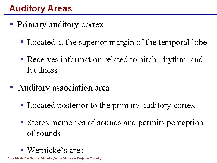 Auditory Areas § Primary auditory cortex § Located at the superior margin of the